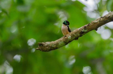 Siyah ve sarı broadbills tünemiş bir brunch (Eurylaimus ochromalus Tarih)