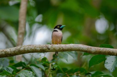 Siyah ve sarı broadbills tünemiş bir brunch (Eurylaimus ochromalus Tarih)