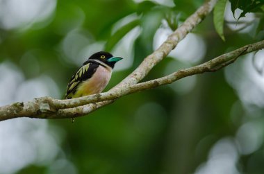 Siyah ve sarı broadbills tünemiş bir brunch (Eurylaimus ochromalus Tarih)