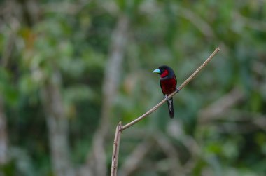 Siyah ve kırmızı kılıç (Cymbirhynchus macrorhynchos) dal