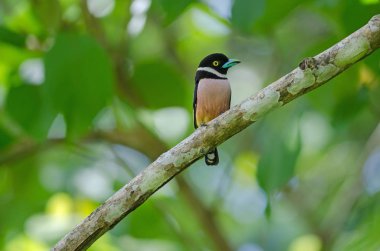 Siyah ve sarı broadbills tünemiş bir brunch (Eurylaimus ochromalus Tarih)