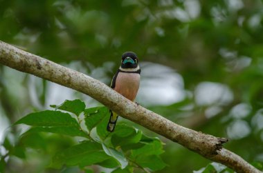Siyah ve sarı broadbills tünemiş bir brunch (Eurylaimus ochromalus Tarih)