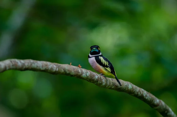 Zwart Geel Eurylaimidae Perches Een Brunch Eurylaimus Ochromalus — Stockfoto