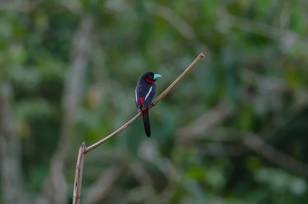 Zwart Rood Hapvogel Eurylaimidae Cymbirhynchus Een Tak — Stockfoto