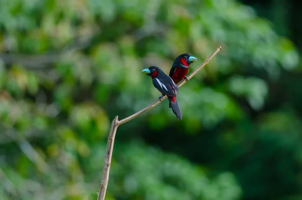 树枝上的黑与红 Broadbill Cymbirhynchus Macrorhynchos — 图库照片