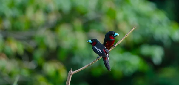 Zwart Rood Hapvogel Eurylaimidae Cymbirhynchus Een Tak — Stockfoto