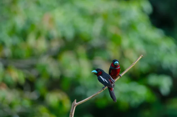 树枝上的黑与红 Broadbill Cymbirhynchus Macrorhynchos — 图库照片