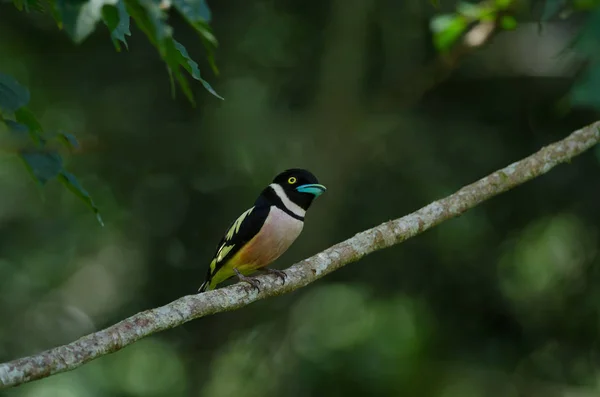 Černá Žlutá Broadbills Posazená Brunch Eurylaimus Ochromalus — Stock fotografie