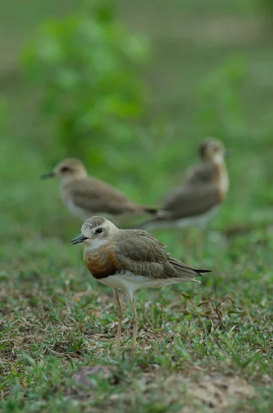 オリエンタル千鳥 Charadrius Veredus タイの自然の中の草の上 — ストック写真