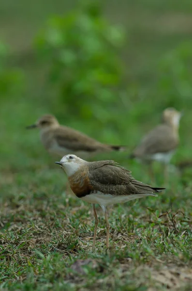 Oriental Plover Charadrius Veredus Sull Erba Natura Thailandia — Foto Stock