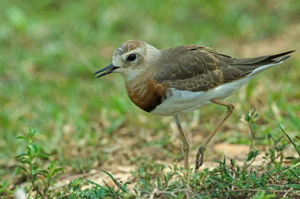 Pluvier Oriental Charadrius Veredus Sur Herbe Dans Nature Thaïlande — Photo