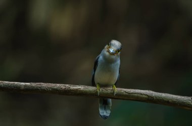 Gümüş göğüslü kılıç ağaç dalı (Serilophus lunatus Tarih)