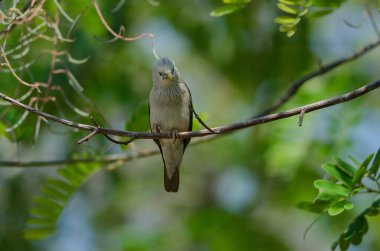 Kestane kuyruklu sığırcık kuşu (Sturnus malabaricus) Doğa, Tayland dalında tutuyoruz