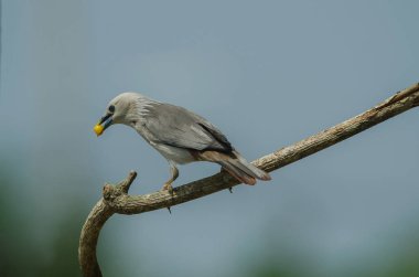 Kestane kuyruklu sığırcık kuşu (Sturnus malabaricus) Doğa, Tayland dalında tutuyoruz