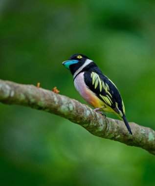 Siyah ve sarı broadbills tünemiş bir brunch (Eurylaimus ochromalus Tarih)