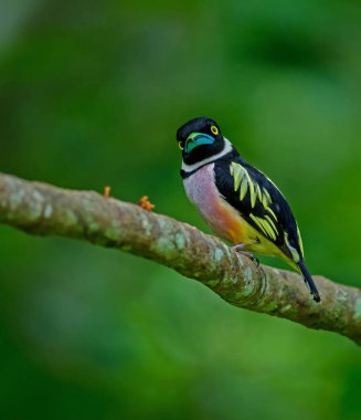 Siyah ve sarı broadbills tünemiş bir brunch (Eurylaimus ochromalus Tarih)