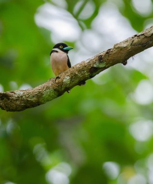 Siyah ve sarı broadbills tünemiş bir brunch (Eurylaimus ochromalus Tarih)