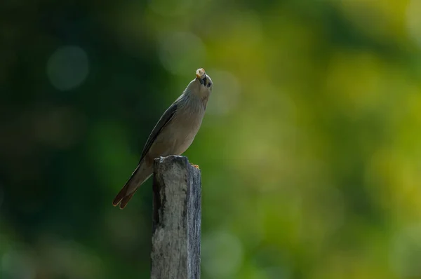 Kestane Kuyruklu Sığırcık Kuşu Sturnus Malabaricus Doğa Tayland Dalında Tutuyoruz — Stok fotoğraf