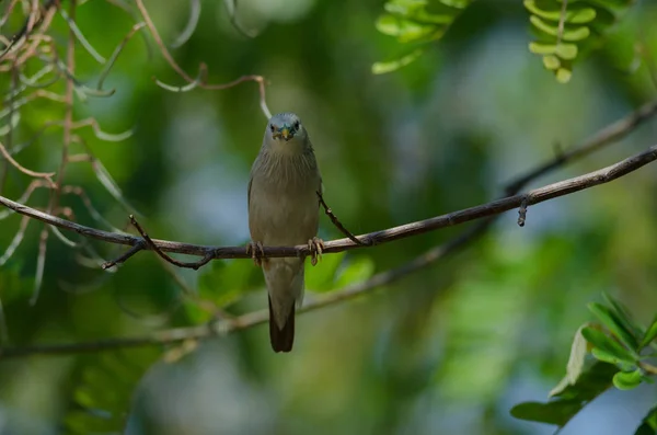 Kaštan Kvadrát Starling Pták Sturnus Malabaricus Stojící Větvi Přírodě Thajsko — Stock fotografie