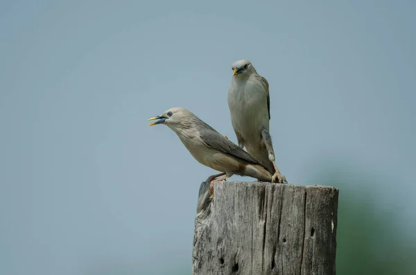 Pájaro Estornino Cola Castaño Sturnus Malabaricus Parado Rama Naturaleza Tailandia — Foto de Stock