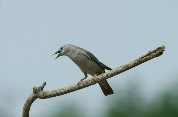 Kestane Kuyruklu Sığırcık Kuşu Sturnus Malabaricus Doğa Tayland Dalında Tutuyoruz — Stok fotoğraf