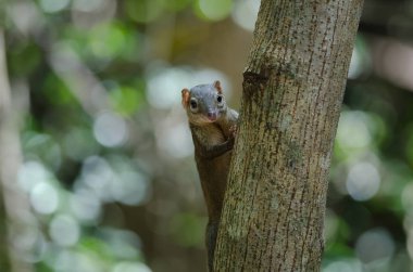 Yaygın treeshrew veya orman Tayland Güney treeshrew (Tupaia glis)