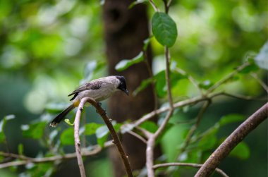 Güzel kuş Sooty ahşap (Pycnonotus aurigaster üzerinde tünemiş Bulbul başlı)