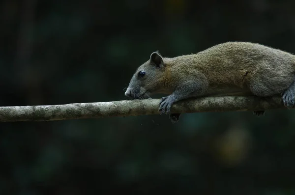 Esquilo Barriga Cinzenta Árvore Floresta Tailândia — Fotografia de Stock