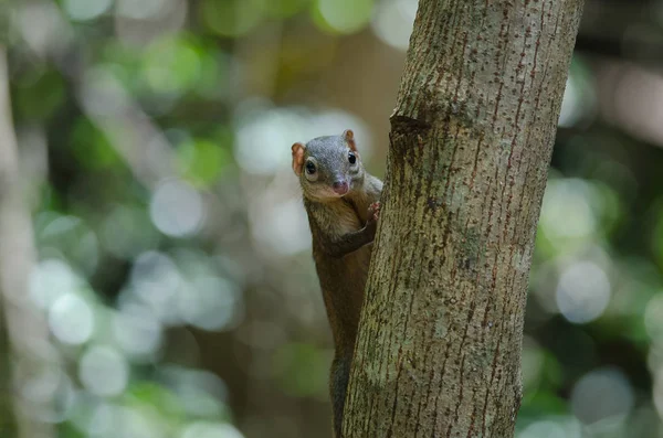 Gemeine Baumspitzmaus Oder Südliche Baumspitzmaus Tupaia Glis Wald Von Thailand — Stockfoto