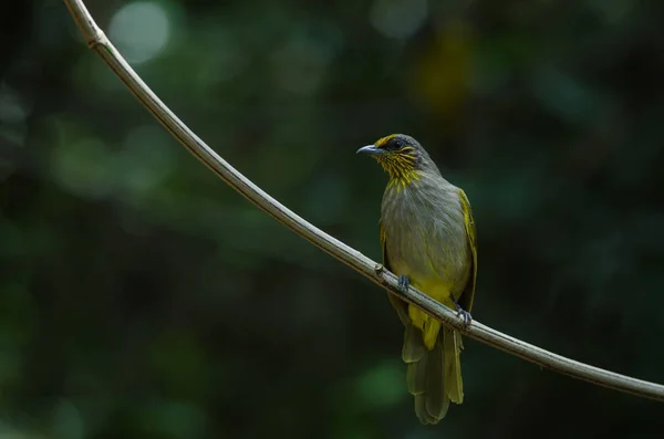 Proužek Throated Bulbul Větvi Pycnonotus Finlaysoni — Stock fotografie