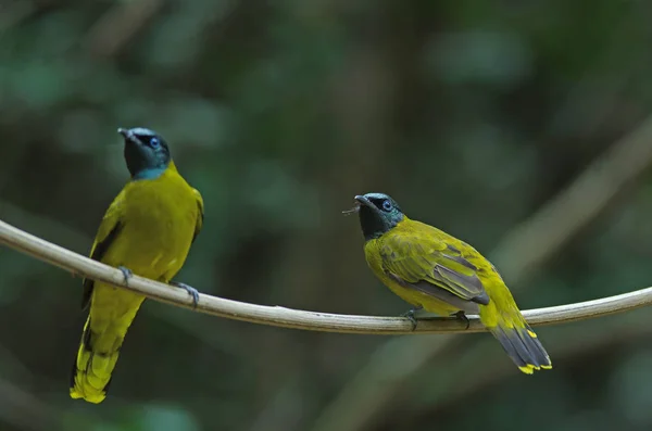 Bulbul Cabeza Negra Pycnonotus Atriceps Naturaleza —  Fotos de Stock