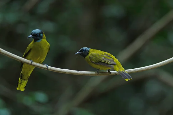 Черноголовый Bulbul Pycnonotus Atriceps Природе — стоковое фото