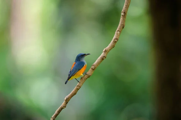 Colorful Bird Orange Bellied Flowerpecker Perching Branch — Stock Photo, Image