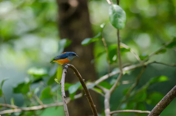カラフルな鳥ハナドリ族のオレンジ腹枝に止まった — ストック写真