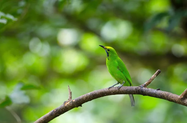 Όμορφη Χρυσή Αντιμετωπισμένα Leafbird Chloropsis Aurifrons Για Τον Κλάδο — Φωτογραφία Αρχείου