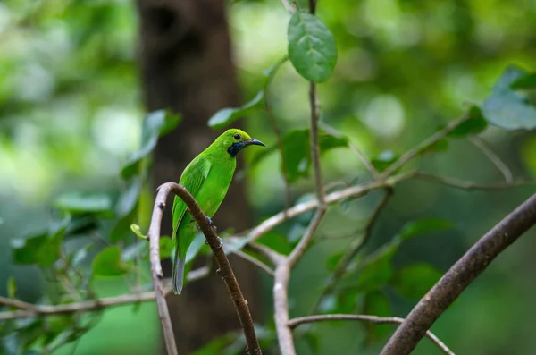 Schöner Goldstirn Blattvogel Chloropsis Aurifrons Auf Dem Zweig — Stockfoto