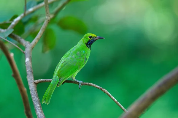 Beautiful Golden Fronted Leafbird Chloropsis Aurifrons Branch — Stock Photo, Image