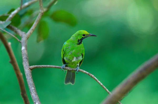 Bel Oiseau Feuille Front Doré Chloropsis Aurifrons Sur Branche — Photo