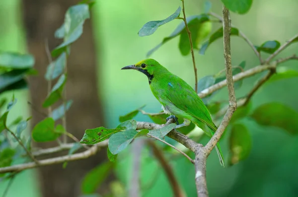 Beautiful Golden Fronted Leafbird Chloropsis Aurifrons Branch — Stock Photo, Image