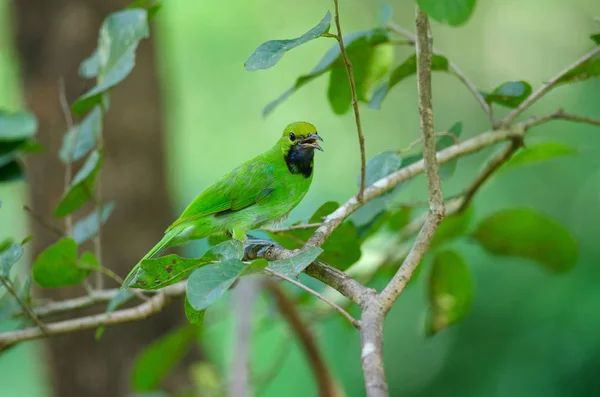 Beautiful Golden Fronted Leafbird Chloropsis Aurifrons Branch — Stock Photo, Image