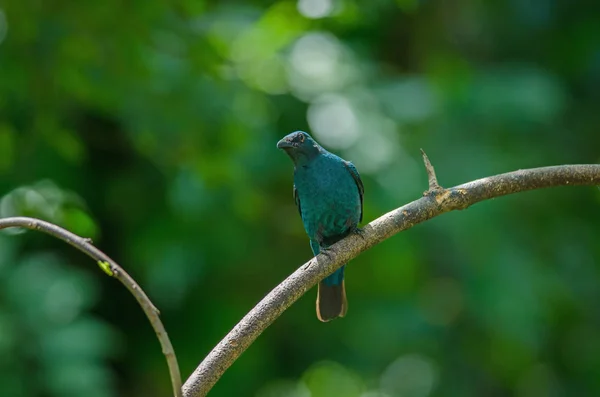 Feminino Asiático Fada Bluebird Irena Puella Empoleirado Ramo Árvore — Fotografia de Stock