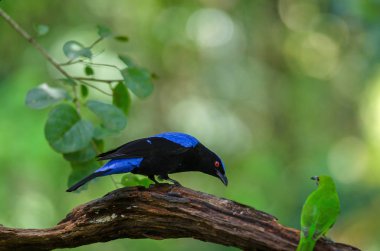 Asya peri-bir dalda dinlenme mavi kuş (Irena puella)