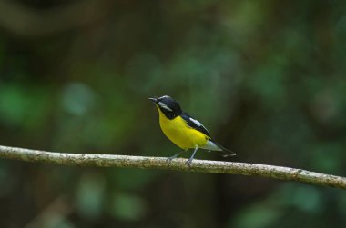 Sarı sağrılı sinekkapan (Ficedula zanthopygia) doğada