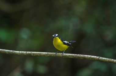 Sarı sağrılı sinekkapan (Ficedula zanthopygia) doğada