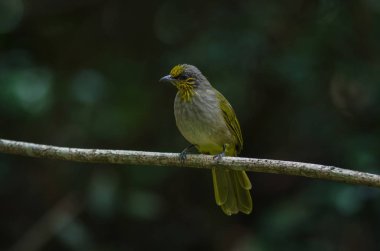 Şerit gerdanlı Bulbul dal