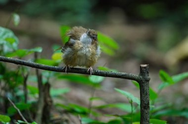 Brown yanaklı Fulvetta, Grey gözlü Fulvetta