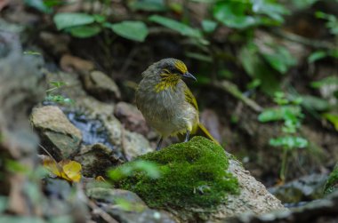 Şerit gerdanlı Bulbul dal