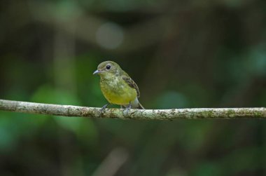Sarı sağrılı sinekkapan (Ficedula zanthopygia) doğada