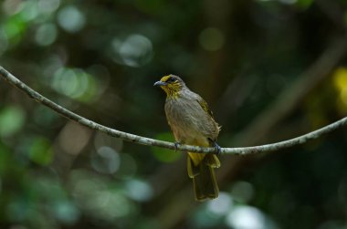 Şerit gerdanlı Bulbul dal