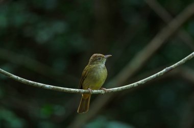 Ağaç üzerinde gri gözlü bülbül (Iole propinqua)